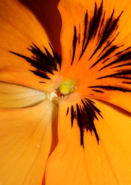 Viola flower blossom macro