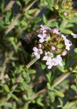 Thymus flower background