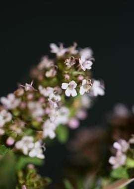 Thymus vulgaris flowering