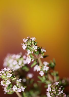 Thymus flower blossoming