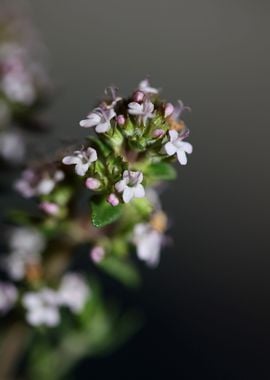 Thymus vulgaris flowering