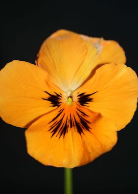 Orange viola flower macro