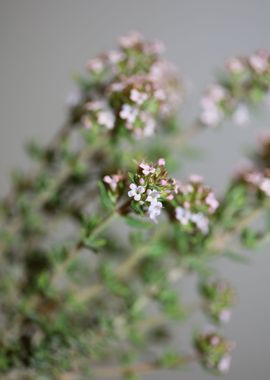 Thymus flowering close up