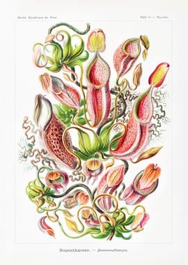 Ernst Haeckel Flower