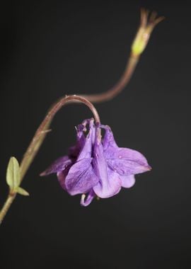 Aquilegia flowering macro