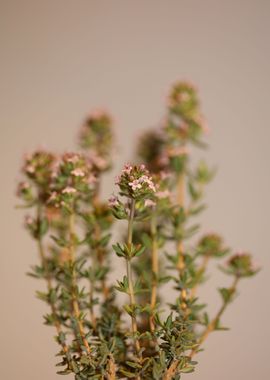 Thymus flowering macro