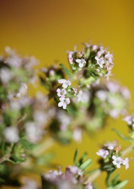 Thymus flowering close up