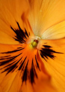 Viola flower blossom macro