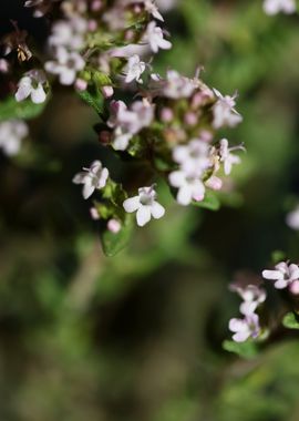 Thymus flower background