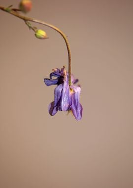 Aquilegia flower close up