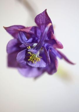 Aquilegia flower close up