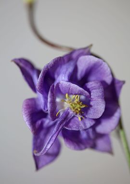 Aquilegia flower close up