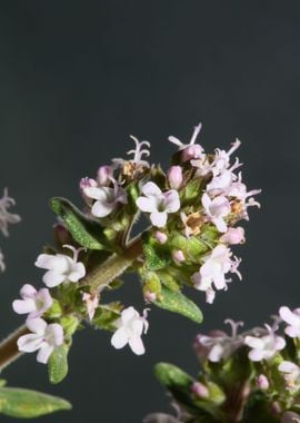 Thymus flowering macro