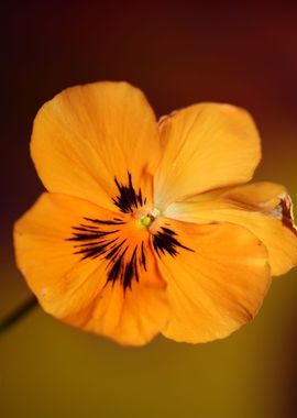 Viola flower blossom macro