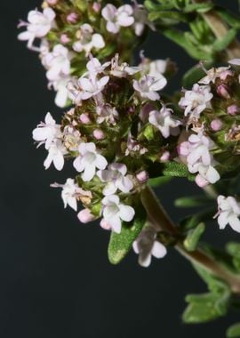 Thymus flower background