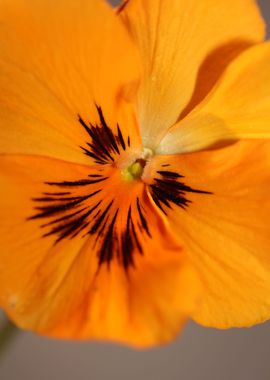 Viola flower blossom macro