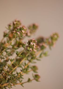 Thymus flower blossoming