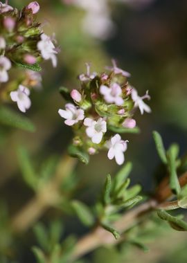 Thymus flowering close up