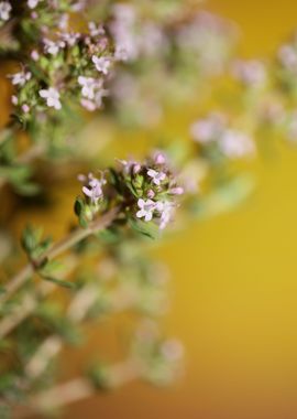 Thymus flower background