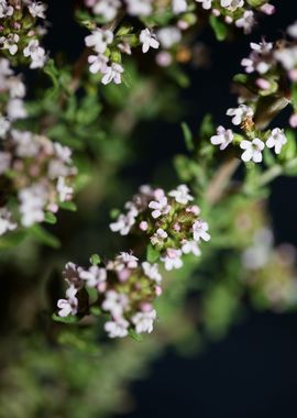 Thymus flower blossoming