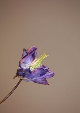 Aquilegia flower blossom