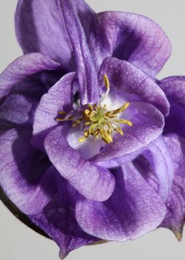 Aquilegia flower blossom