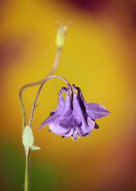 Aquilegia flowering macro