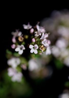 Thymus vulgaris flowering