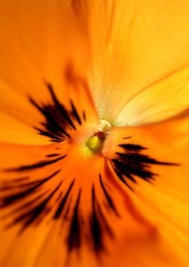 Viola flower blossom macro