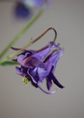 Aquilegia flower close up