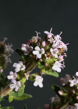 Thymus vulgaris flowering