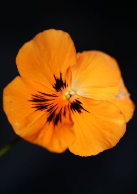 Orange viola flower macro