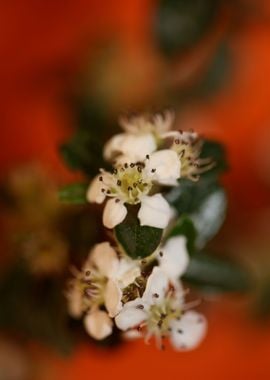 Cotoneaster flower blossom