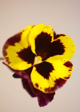 Colorful viola flowering