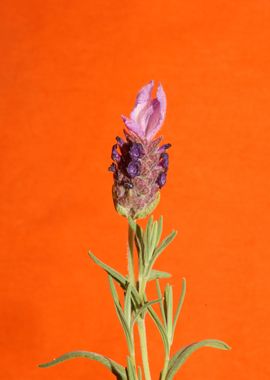 Lavandula flower blossoms