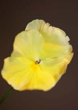 Yellow viola flower macro