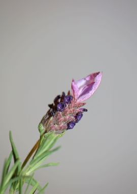 Lavandula flower blossoms