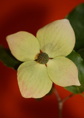 Cornus flowering close up