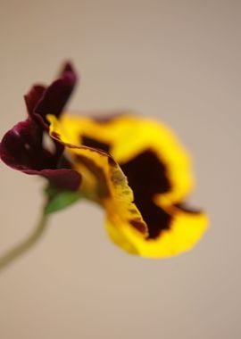 Colorful viola flowering