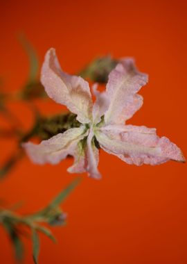 Lavandula flowering macro