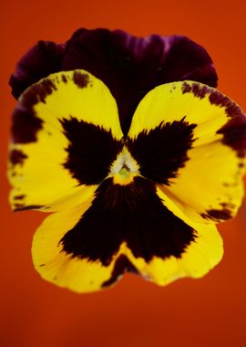 Colorful viola flowering