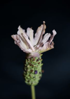 Lavandula flower blossom