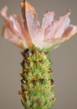 Lavandula flower blossoms