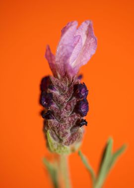 Lavandula flower blossoms