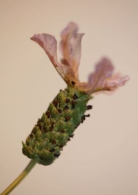 Lavandula flower blossom