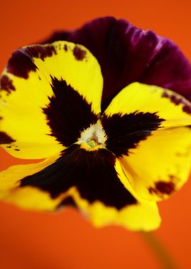 Colorful viola flowering