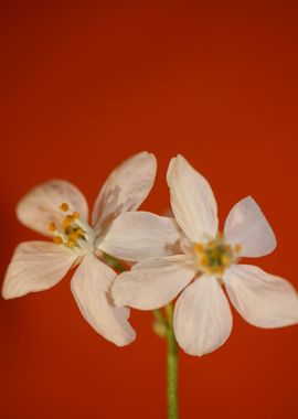 Choisya flower blossoming