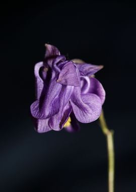 Aquilegia flower blossom