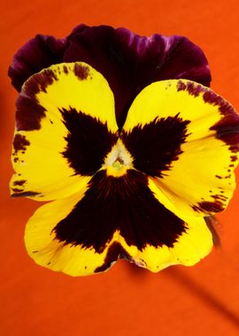 Colorful viola flowering