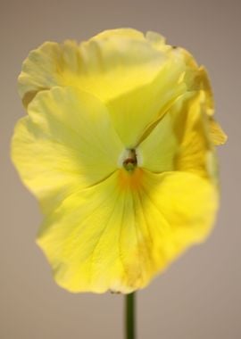 Yellow viola flower macro